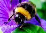 bee populations in towns