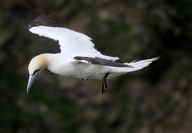 gannet