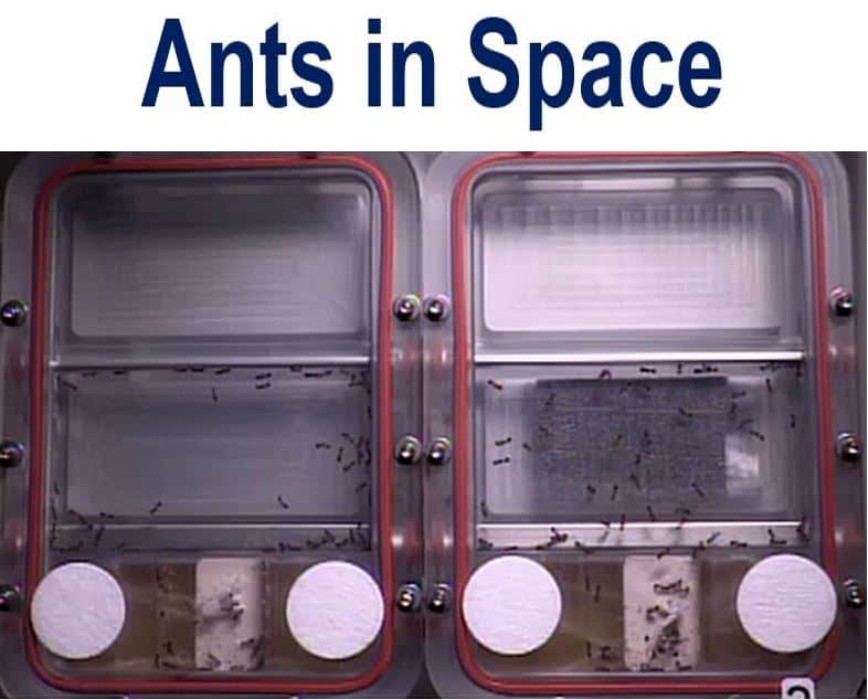 Ants in space pic