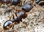 Ants