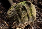 Archaeological find Were Jaguar