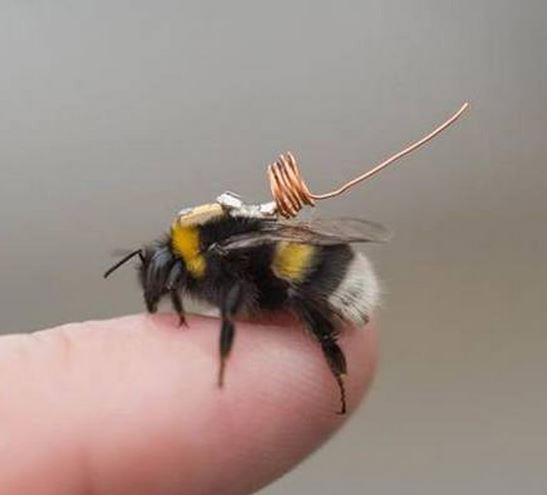 Bee microchip