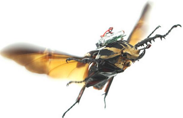 Beetle flying remote control