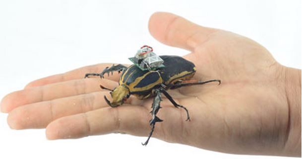 Beetle in a hand