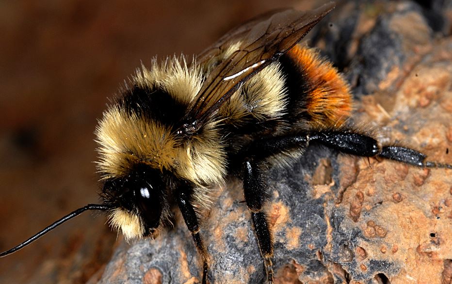 Bombus cullumanus critically endangered bee