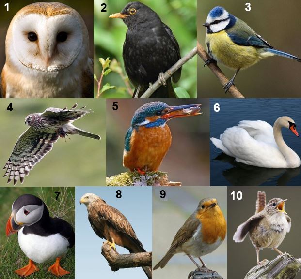 Britain national bird shortlist