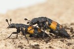 Burying Beetles