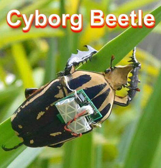 Cyborg Beetle