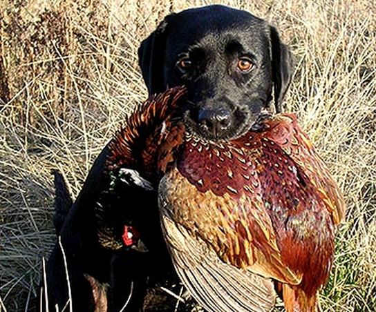 Dog with pheasant