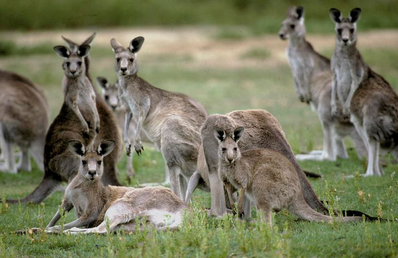 Eastern grey kangaroos