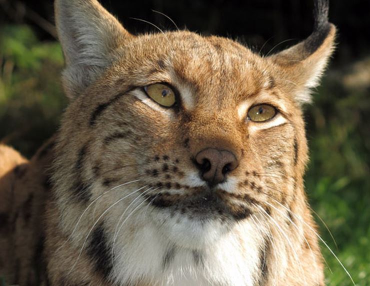 Eurasian Lynx