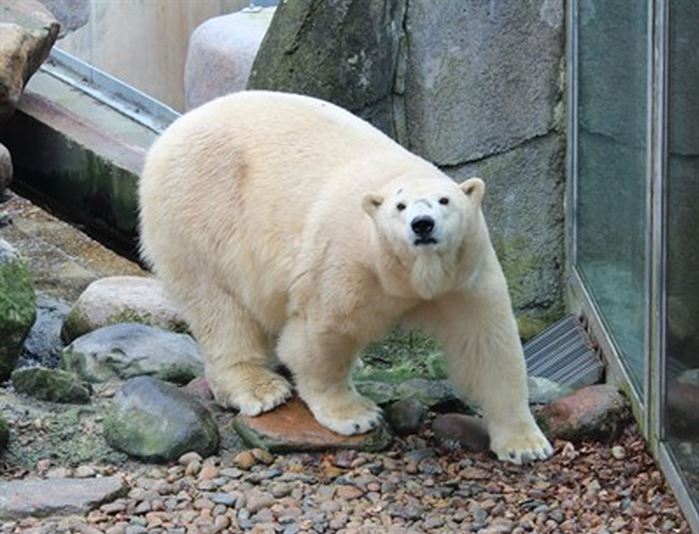 Female polar bear Victoria