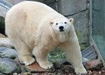 Female polar bear