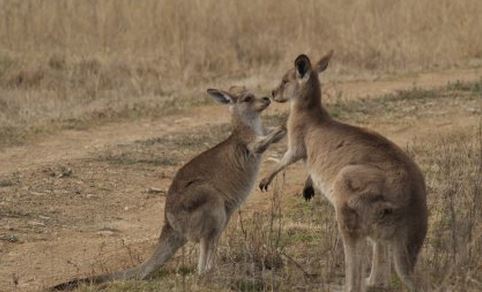 Friendly kangaroos