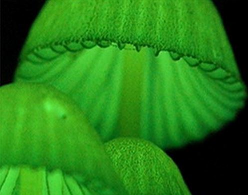 Fungi glowing