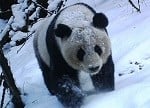 Giant Panda in snow