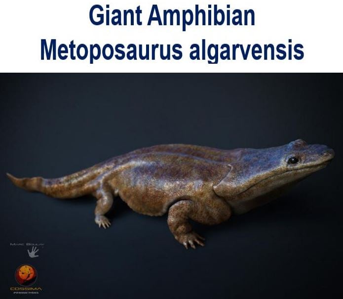 Giant amphibian