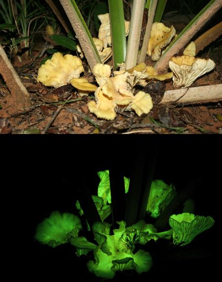 Glowing mushrooms