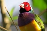 Gouldian finch