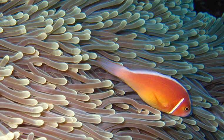 Great Barrier Reef wildlife