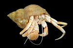 Hermit Crab