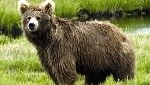 Himalayan Brown Bear