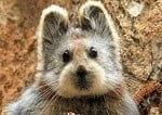 Ili Pika photo