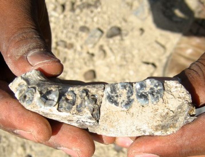 Jawbone fossil