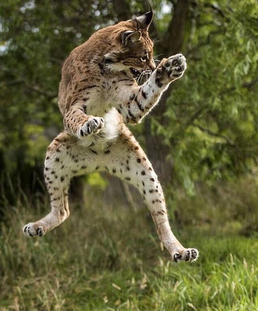 Lynx jumping