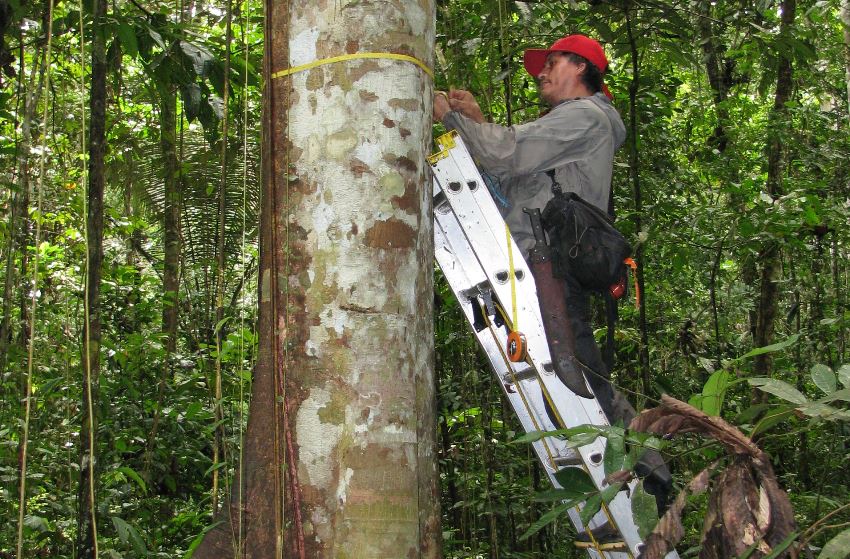 Measuring trees in the Amazon