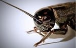 Mediterranean Cricket