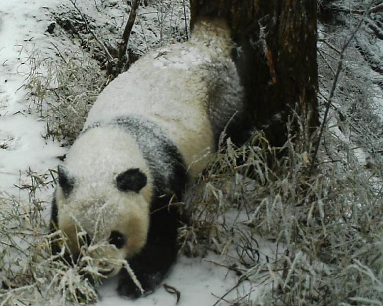 Panda leaving scent marking