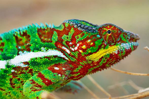 Panther chameleon vivid colours