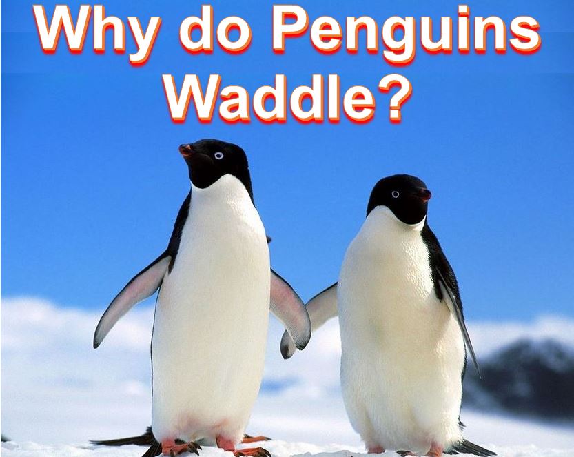 Penguins waddle