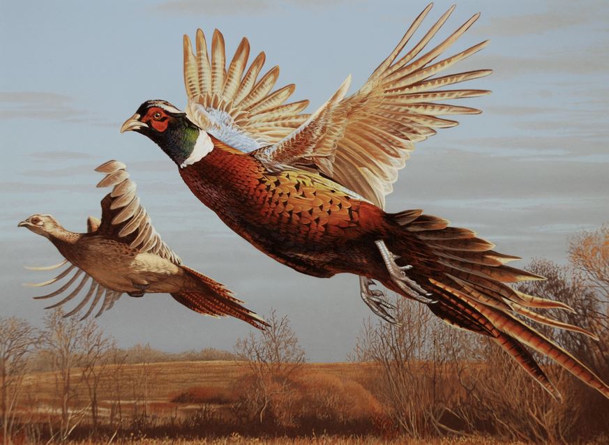 Pheasant shoot