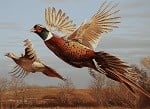 Pheasant