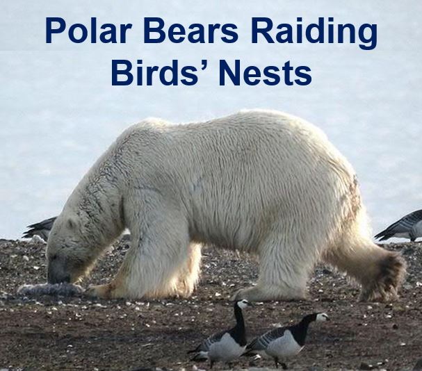 Polar bears raiding birds nests