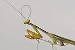 Praying Mantis study