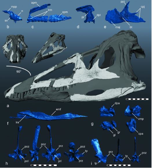 Skull reconstruction