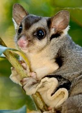 Squirrel Glider