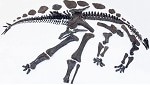 Stegosaurus skeleton NHM