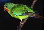 Swift Parrot photo