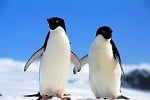 Two penguins