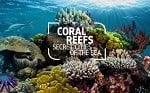 Virtual Dive Coral Reef