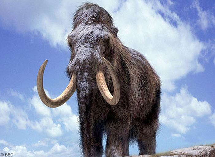 Woolly Mammoth