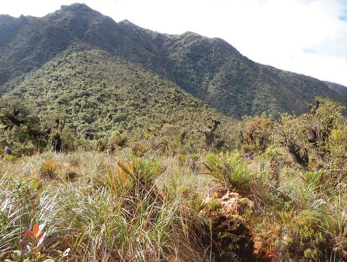 Yanachaga National Park