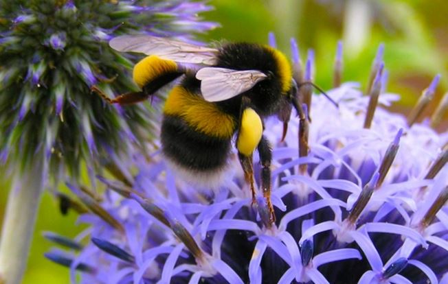 Clever Queen Bumble Bees, Life In The Undergrowth