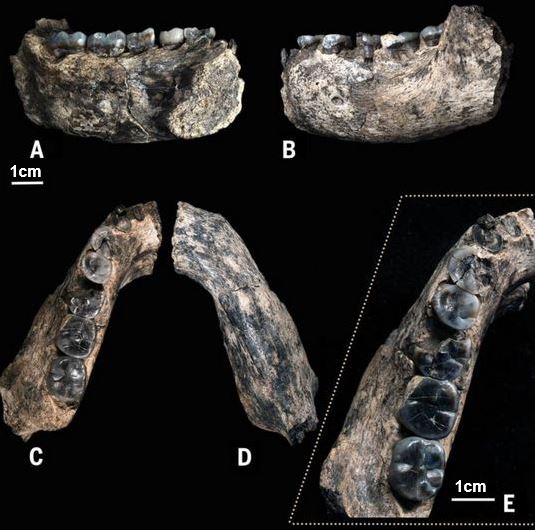 jawbone fossil ethiopia