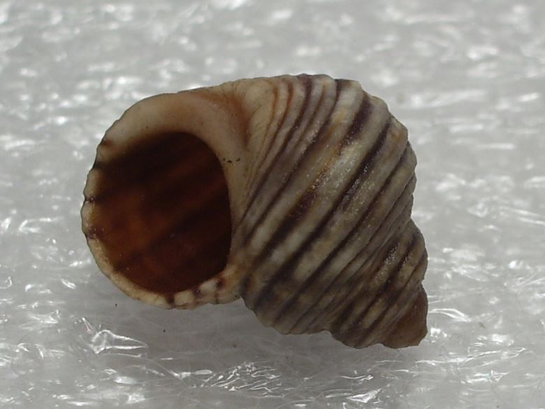 Littorina saxatilis