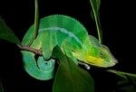 panther chameleon colour